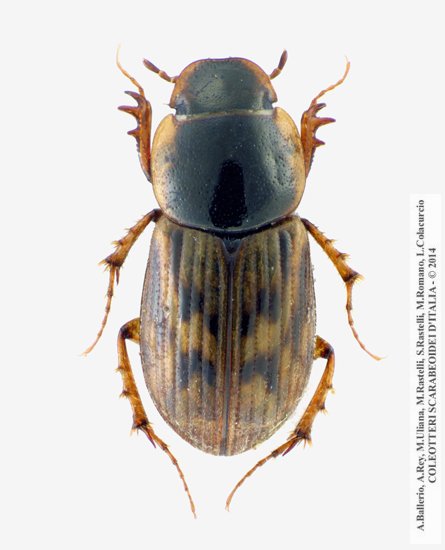 Nimbus johnsoni, maschio